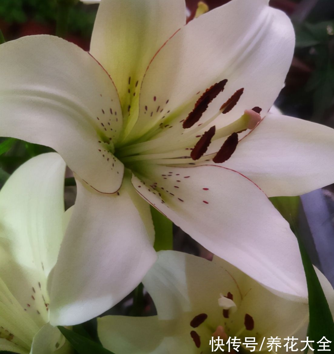 香水花|5种著名的“香水花”，满屋子都是香味，真是“活香水”
