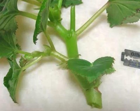 此1种花,一片叶子能插活,一开就是6个月,养了就赚了