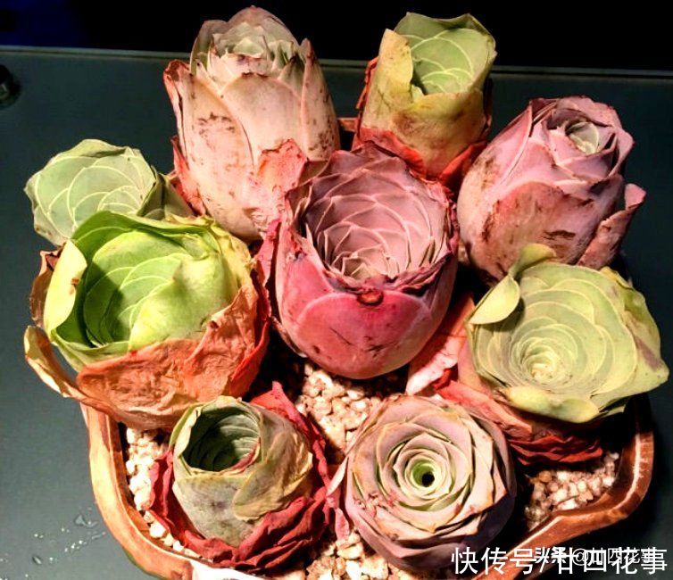 叶片|2种多肉“睡美人”，“梦中”度夏，休眠更美，值得拥有