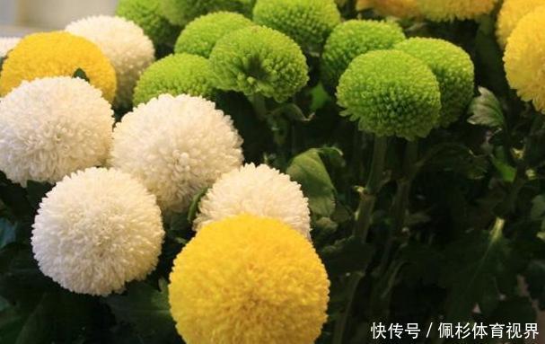 冬天冷、夏天热,养啥花好扦插2种花卉,沾土就活、四季花开