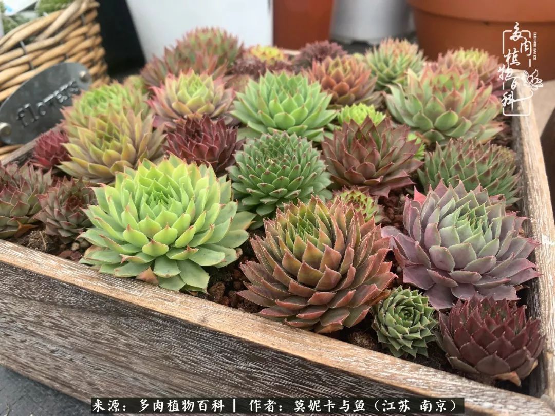 这多肉拼盘这么仙!如何制作达人手把手教你制作长生草拼盘!