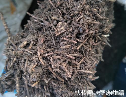 松针土是养花万能土,但是别乱用,不同状态的松针,要区别对待