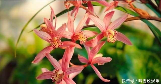 甘蔗杆|养花不开花，啥都不用学，就会用这些水浇花