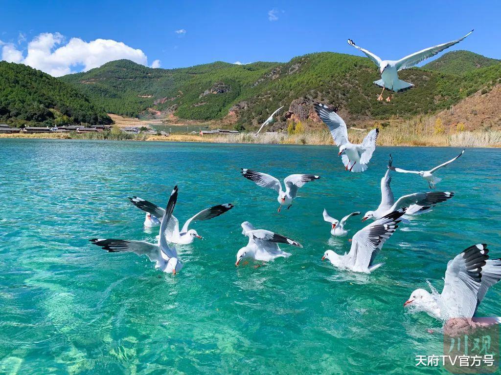 海鸥|海鸥“先头部队”飞临泸沽湖，最美冬季开始啦