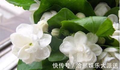 多元素|茉莉用缓释肥远水解不了近渴！此2种水10天浇一次，嗖嗖长花苞