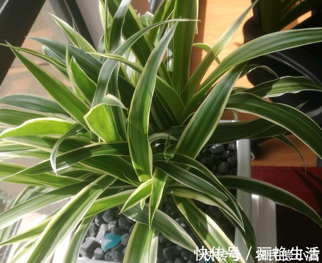 土基质|吊兰养几个月了叶小又饥瘦，求吊兰旺长绿油还出垂吊枝的方法