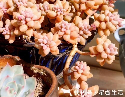 阳台上|怎么养多肉,才能与众不同,叶子水灵灵、红彤彤?