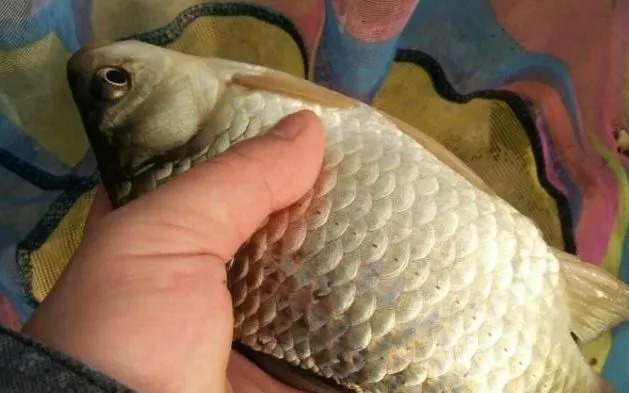 寒冬怎么钓大板鲫?这3招不是每个人都知道,得重视