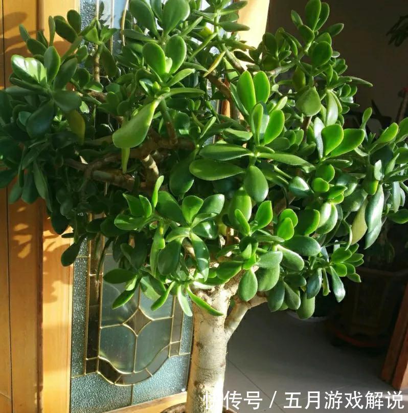玉树很好养，做好这几件事，叶片肥美亮丽，长成霸王树，漂亮