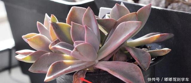 多肉植物上盆后老叶子萎蔫,是2个原因导致的,解决不难!