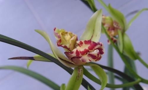  开越|此兰越开越“奇特”，花型饱满，香味扑鼻，已成为无法超越的经典