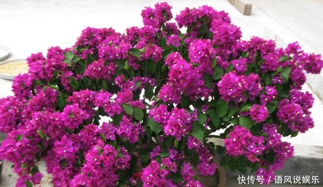  养出|养出开花多的花卉，要掌握“妙招”，花芽乱窜，次次花开“爆盆”