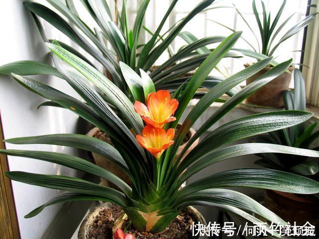 冬天养花,这个垃圾提前备点,养君子兰、兰花最好使,还不用花钱