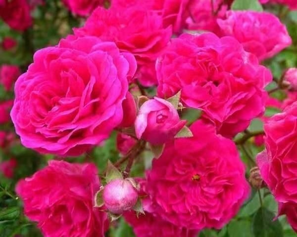 要说“最香”的花，还数这种花，花期长达6个月，开花满园芳香