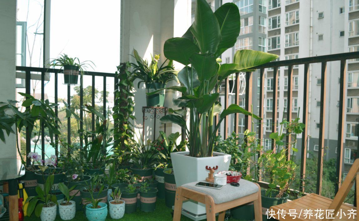 阳台养花，“3种土”不能用，好的土壤，才是养好花的关键