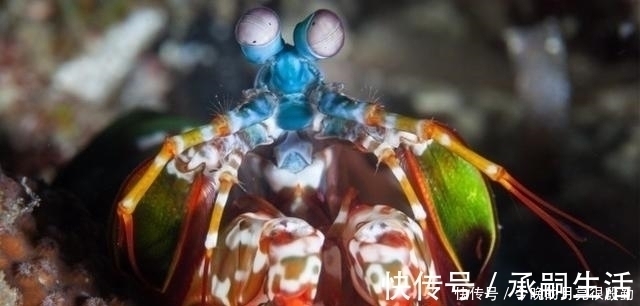 生物|出拳快过泰森李小龙,一拳锤爆蛤蜊玻璃,什么生物具有如此威力