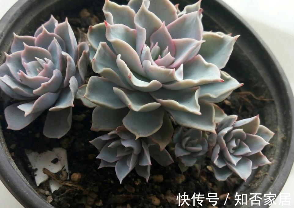 阳台上|7月养多肉就选这款夏型种,天热爱上色、出状态,值得拥有