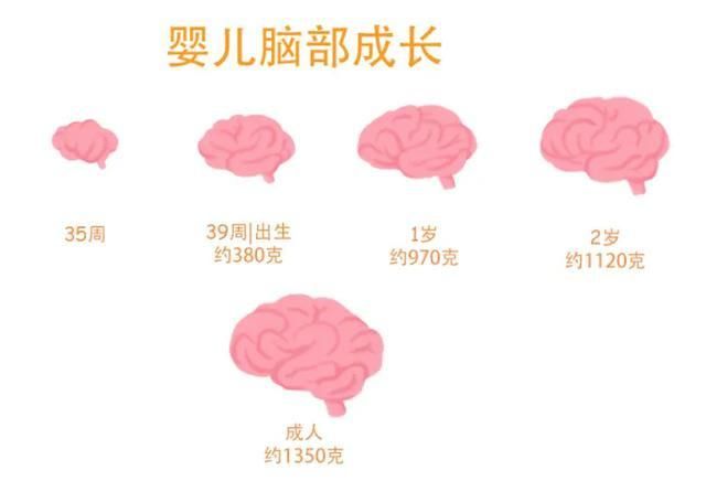 家长|娃的大脑有“发育瓶颈期”，家长不想做无用功，需找到“有效期”