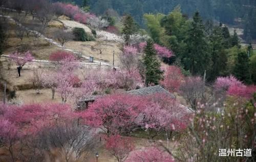 楠溪陡门梅岙花开正好，骄艳漫山坡，我已去过，你何时去？