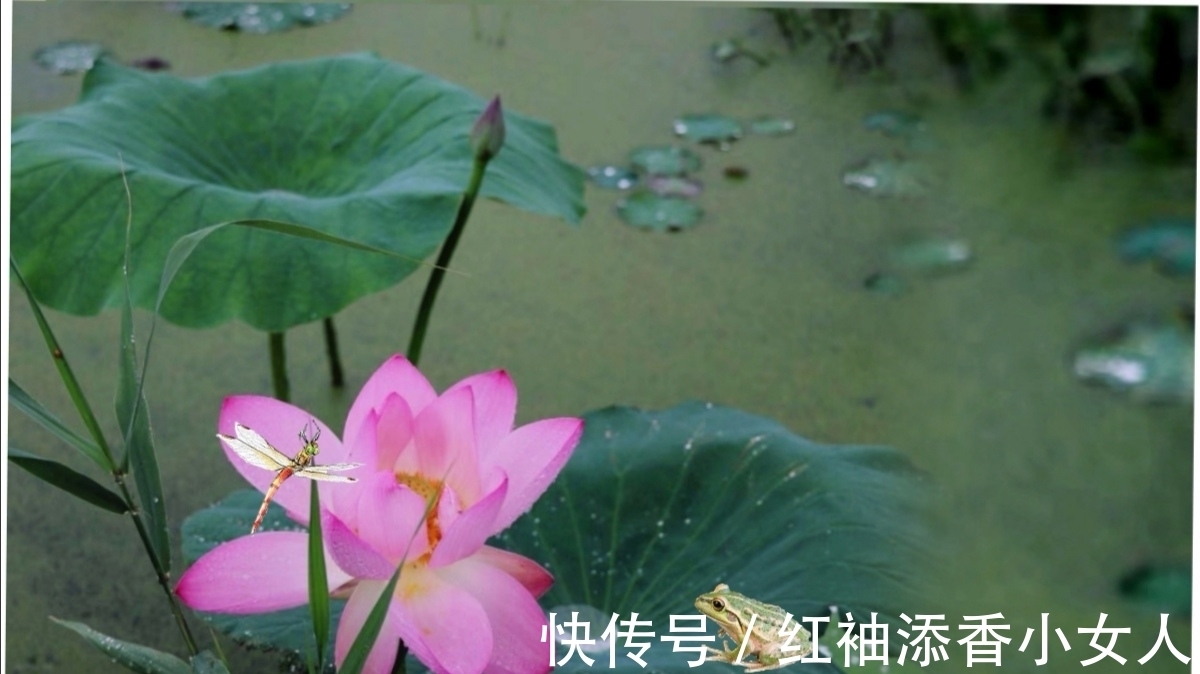 藕意|菡萏含情羞答答,莲心结藕意长长:夏日咏荷诗词六首