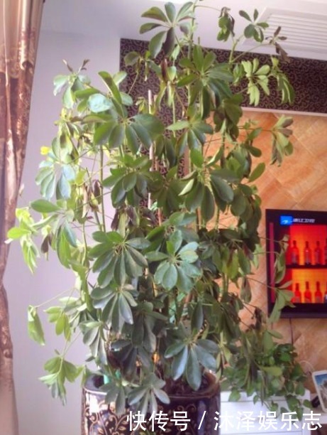 枝条|鸭掌木好看、还能吸甲醛,很多人却养不好,其实掌握3个本领就行
