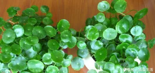 号称“最长寿花”的3种花,“丢水里”就能活,一株能活几十年