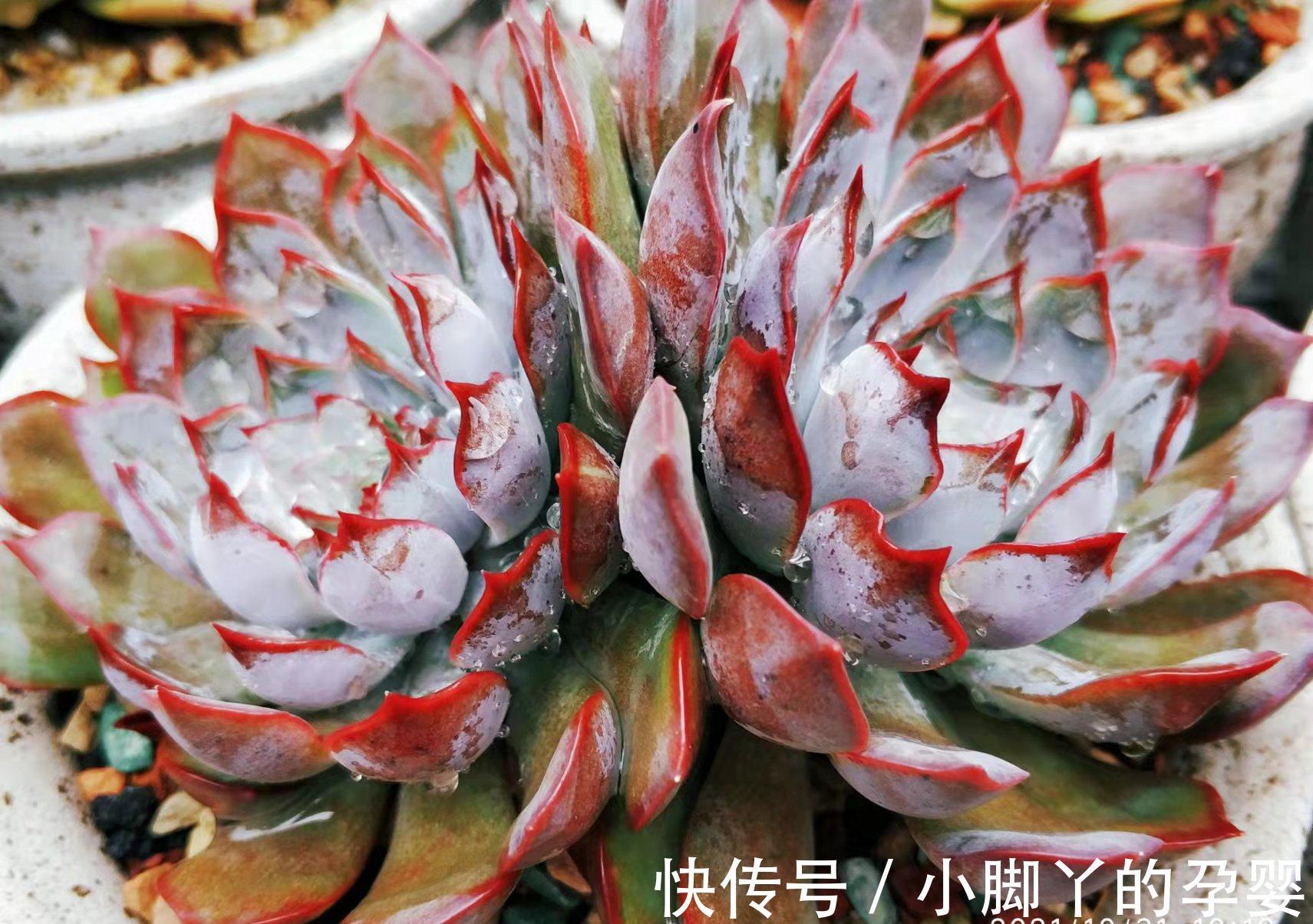 多肉暗冰和菲欧娜,平常有七分相似,出状态后颜值则有云泥之别