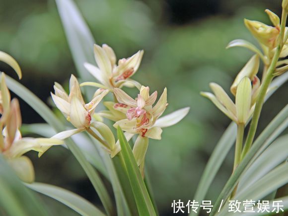 养兰花总是烂根黄叶盆底垫上常见生活垃圾,不烂根新芽冒不停