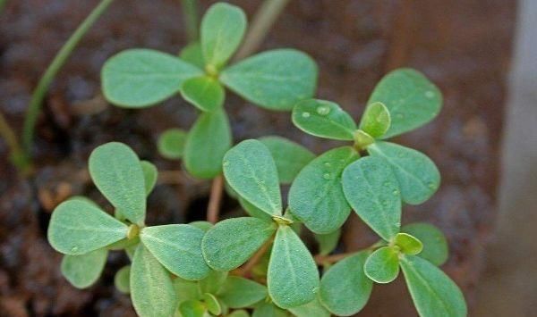 马齿苋|马齿苋不愧是“神仙草”,配上一宝,白发变黑发,用过的人都说好