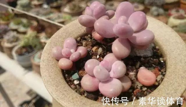 花友们|养多肉,花友们“别踩”这3误区,不然养一盆坏一盆