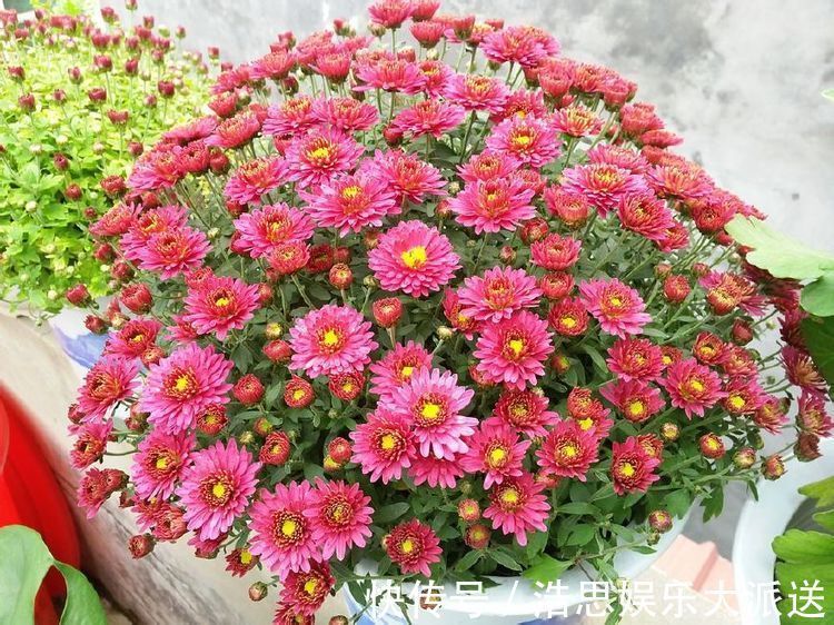 菊花|喜欢菊花,不如养盆“稀世牡丹”日本红,花色艳丽,红艳欲滴!
