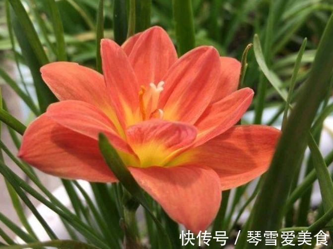 蟹爪兰|5种花现在养刚刚好，30天不浇水照样生长，一年开花不断