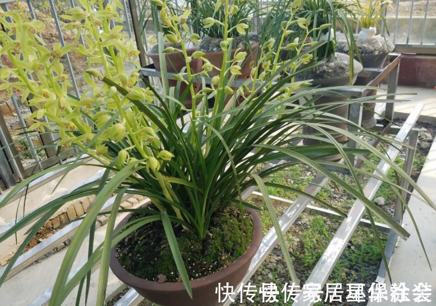 花蕾|夏季入手兰花盆栽选春兰,这么干,7月高温天照样花开不停