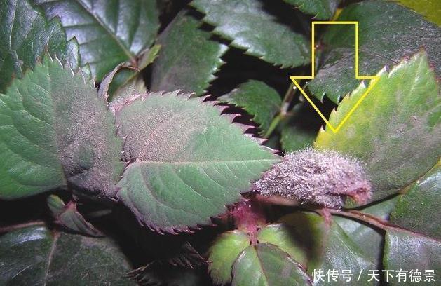 养不活|月季养不活?教你避开种死月季的五个陷阱,不走弯路做月季大神