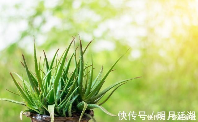 吊兰|卧室就养4种花,“养人”又养气,不是没有道理