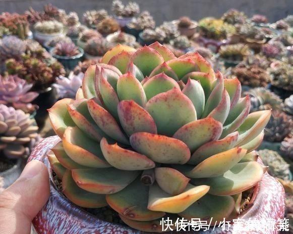 放在顶楼露养1个月后，给多肉拍照的时候，再也不用开滤镜了！