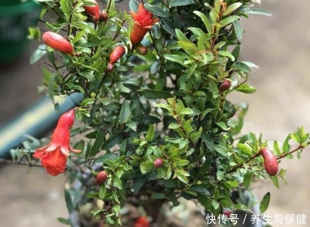 夏天养花要养耐晒耐热的花,叶子照样绿油油,30度也开花!