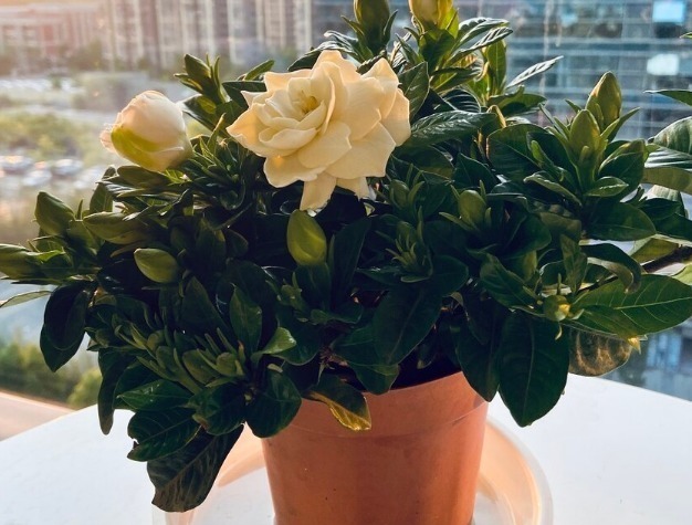 食醋是花卉的保护剂,杀菌消毒又抗病,叶绿花多还茂盛