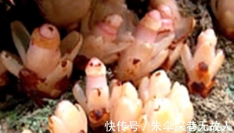 野生植物|山坡上的这种野草，选定一棵树就会呆一辈子，江湖人称“奴草”