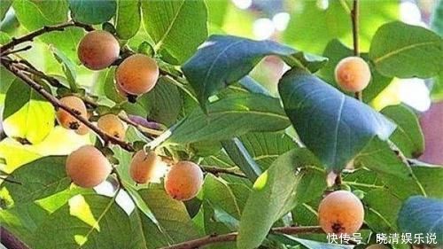 肌肤|女性养生推荐常吃3种食物,补血润肤,排毒养颜,皮肤光滑有弹性