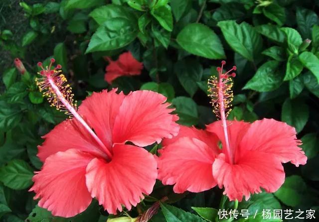 养这花不用太讲究,浇点水扔阳台,整个夏天都爆盆