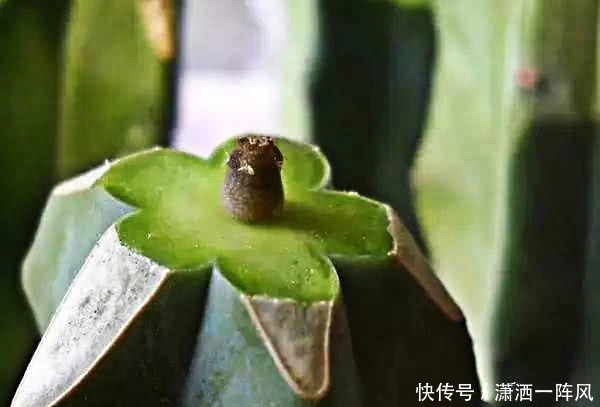  她把多肉种在阳台，一直长到楼下，天天被邻居投诉！