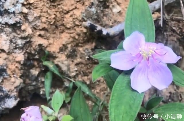  回家|经常上山砍柴的都认识这种草药，挖回家炖肉，对流鼻血很有帮助