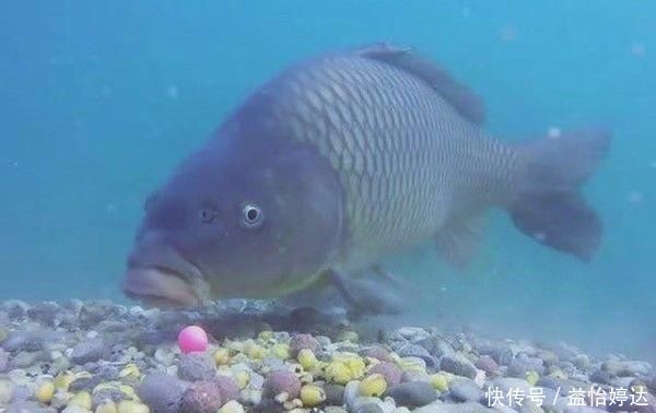 户外野钓,到底拿什么来钓鱼,才能钓得到,钓的多