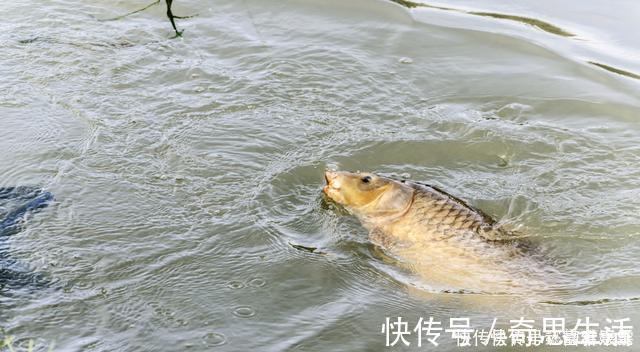 钓鱼|钓鱼时放药酒效果很好，但用错了反而死窝，几个技巧让你钓好鱼