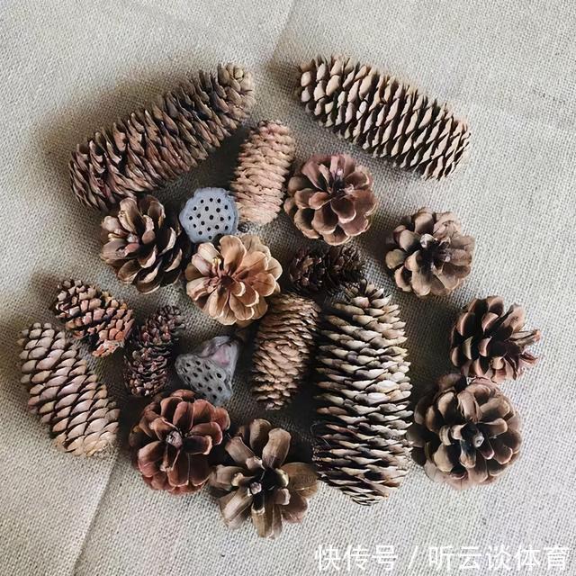 好东西|路边捡点“好东西”,拿回家养花,花长得特壮