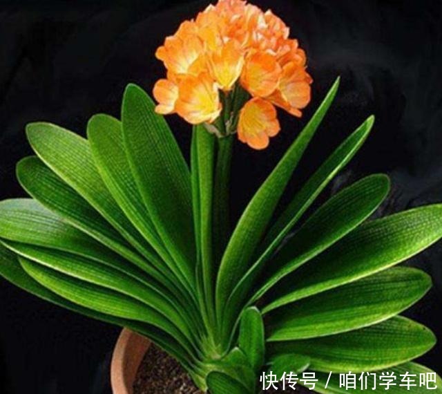 这些食物,每个月给君子兰“喂”一点,叶片绿,根系壮!