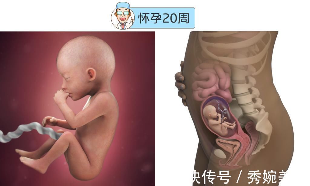 怀孕|最全的怀孕周期图鉴,感受从受精卵到婴儿的神奇变化!