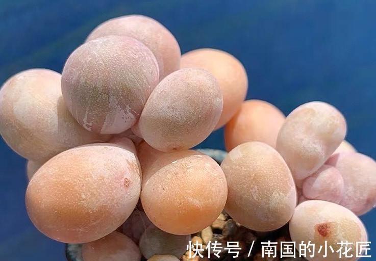 肉嘟嘟的多肉让人爱不释手,缺点就是价格小贵,多肉打假数据最高