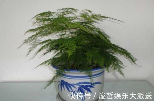 烂根|文竹爱黄叶,学了这5招,叶子绿的滴油,蹭蹭长到巨无霸!